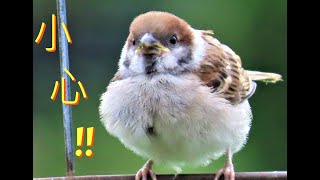 麻雀幼鳥 吃個飯壓壓驚 young sparrow interesting story#sparrow #麻雀 #スズメ