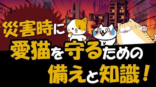 災害時に愛猫を守るために飼い主が知っておくべき準備と知識を解説