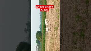 మా గ్రామ లేగదూడ గెంతులు #am agriculture