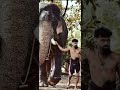 olarikkara kalidasan🔥mambi❤️ olarikkarakalidasan mambi aana aanapremi keralaelephants gajam shorts