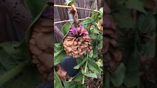 Harvesting Zinnia Seeds