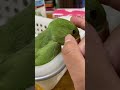 かわいすぎ！生後1ヶ月半ワカケホンセイインコの雛の鳴き声　 ワカケホンセイインコ indianringneck インコのいる暮らし parakeet indianringneckparrot