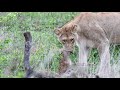 Lioness Catches Two Baby Impala, Gets Kicked in the Face
