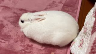 まったりした１日🐇