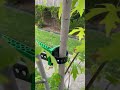 360 tree stabilizer no touch system