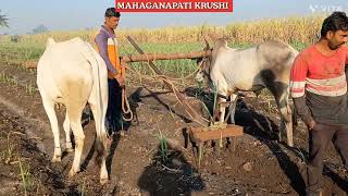 ಕಬ್ಬಿನ ರಟೂನ್ ಬೆಳೆ ಎಕರೆಗೆ 80+ ಟನ್ ಟಾರ್ಗೆಟ್. 3 ನೇ ವಾರದ ಕಬ್ಬಿನ  ರಟೂನ್ ಬೆಳೆಯ ನಿರ್ವಹಣೆ-02.