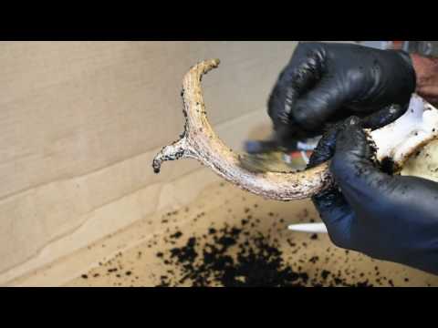 How To Restore Old Deer Antlers How To Restore Old Deer Antlers