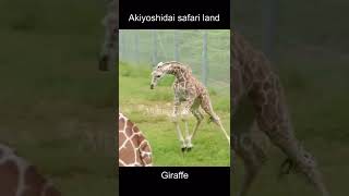 キリンの赤ちゃん大爆走🦒💨#shorts #giraffe #キリン #麒麟