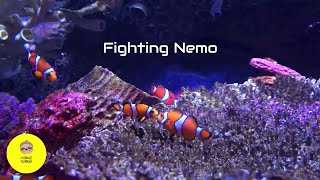 Fighting Nemo Fish Fight Clown Fish Tank Fight Fighting