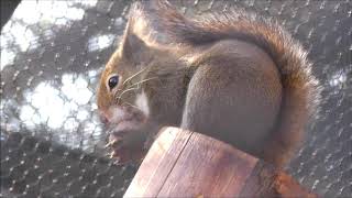 クルミを割って食べるニホンリス‼️Nihonrisis to crack and eat walnut 東京上野動物園】Tokyo Ueno Zoo