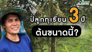 ปลูกทุเรียนต้น3ปี โตช้าใบน้อย ดูแห้งๆ ลองพลูโตดูสักหน่อย!