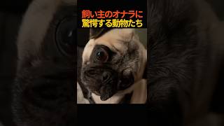 飼い主のオナラに驚愕する動物たち #shorts