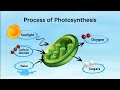 The process of Photosynthesis | Nutrition in Green plants | Animation