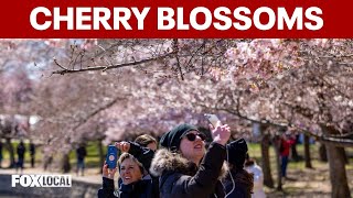 When is the Cherry Blossom Festival in DC? Here’s what to know for 2026