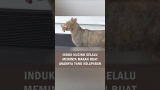 Kucing Terlantar Membawa Makanan Untuk Anak-Anaknya di Rumah #shorts