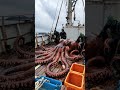 duża ośmiornica złowiona wędkarstwo pacificocean pacific octopus ai deepsea deepocean