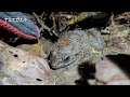 ナミエガエル 国内希少野生動植物種・沖縄県指定天然記念物 2022.1.19