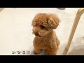 【パテラ】愛犬に是非試して欲しい。手術を免れた軟骨レシピ！（保存版）