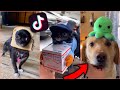 1jolly1 tiktoks to watch instead of sleeping [compilation]