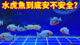 飼養水虎魚到底安不安全？一般不會咬人，但是仍要小心