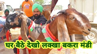 ਵੇਖੋ ਲੱਖਾ ਬੱਕਰੀ ਮੰਡੀ ਦੀ ਰੌਣਕ || goat farming || @ILTILANATV