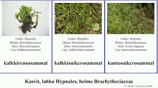 Kasvit, lahko Hypnales, heimo Brachytheciaceae plants nuttallii ahdinsammal Fuse rikkanokkasammal