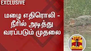 மழை எதிரொலி - நீரில் அடித்து வரப்படும் முதலை | Thanthi TV