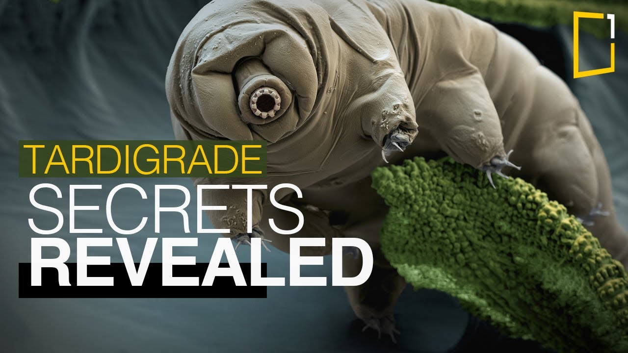 Secrets Of The World's Toughest Creatures Revealed | The Tardigrade ...