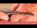 Milk Snakes! Everything you need to know!