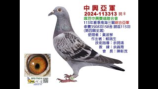 【賴瑞生入賞鴿】2024年麻豆中興夏季3508羽三關綜合亞軍