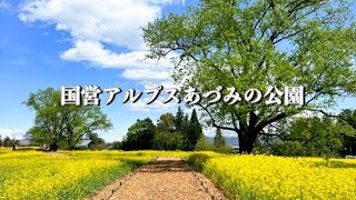 国営アルプスあづみの公園/堀金・穂高地区/チューリップと菜の花