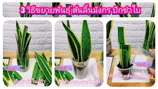 ขยายพันธุ์ ต้นลิ้นมังกร ง่ายๆด้วยการปักชำใบ 3วิธี #ไม้มงคล #snakeplant #ต้นไม้ฟอกอากาศ