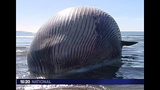 شاهد انفجار الحوت بعد موته سبحان الله. See what happens to a whale after its death?