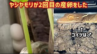 【爬虫類繁殖】ヤシヤモリが2回目の産卵をした！【ホワイトラインゲッコー】