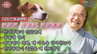 🐕🐈 반려동물이 죽었을 때 이별 잘하기, 동물령과 대화_내 마음을 알아듣는다 「유튜브 불교대학」. 「YouTube 불교대학」. 「심령 천도 대학」. JKTV