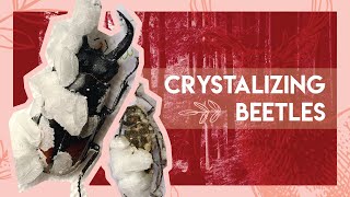 Crystalizing Bugs! | Works on bones too