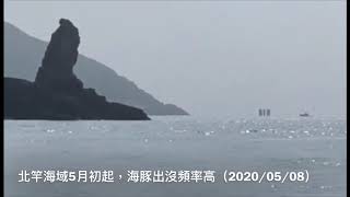 馬祖日報2020/05/07影音／海上「嬌客」海豚現蹤　5月北竿、莒光海域-2