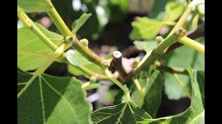 Last Resort: Pinching the Fig Trees to Form Fruits