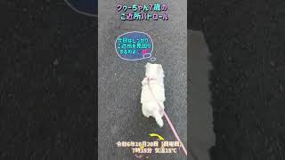 令和6年10月20日【日曜日】クゥーちゃん7歳のご近所パトロール♪久々にくるくる回って安全確認♪