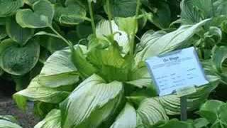 Hostas on Sun \u0026 Slopes