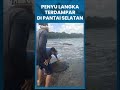 Penyu Hijau Langka Terdampar di Pantai Tasikmalaya, Warga dan Balawista Lakukan Evakuasi #Shorts