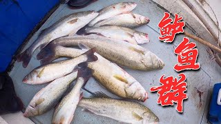 Zhoushan Xiaozhang jumps wildly to pull the perch, encounters a school of fish and bites crazy