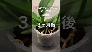 【胡蝶蘭】デンマークで衝動買いした株の3ヶ月後の様子 #orchid #phalaenopsis #海外生活