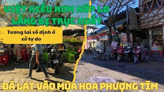 VIỆT KIỀU NƠM NỚP KHỔ SỞ VÌ LO SỢ BỊ TRỤC XUẤT. ĐÀ LẠT VÀO MÙA HOA PHƯỢNG TÍM