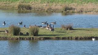 Medmerry RSPB Jan2k2205