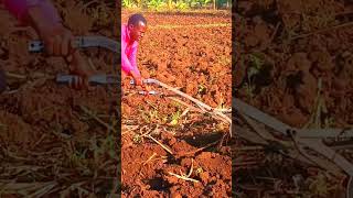 Village Life, ox-plough