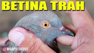 Playtube Pk Ultimate Video Sharing Website