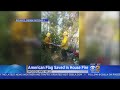 Firefighters Save American Flag From Woodland Hills House Fire