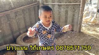 เก็บไข่เป็ดอี้เหลียง ไข่ออกดีเช่นเคย