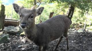 【日本山岳遺産】平家の里　鹿園（熊本県‎八代市‎泉町樅木‎）